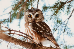 Northern Saw-Whet Owl.jpg