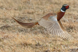 Pheasant.JPG