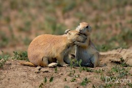 Prairie Dog Embrace 2.jpg