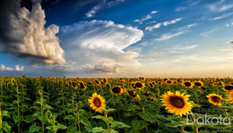 Storm forming over sunflowers copy sent to contest.jpg