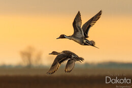 Sunrise Pintails (1 of 1).TIF